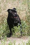 STAFFIE 026